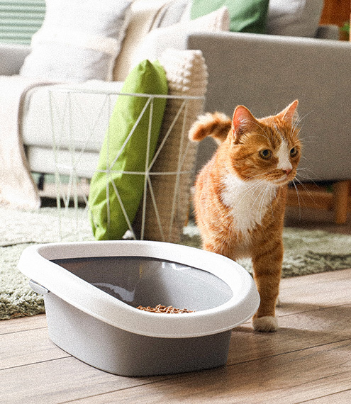 cómo cuidar a un gato durante cambios de rutina